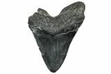Fossil Megalodon Tooth - South Carolina #328586-1